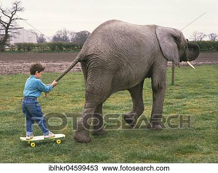 Boy is drawn by an elephant, England, Great Britain View Large Photo Image Stock Image - Boy is drawn by an elephant, England, Great Britain. Fotosearch