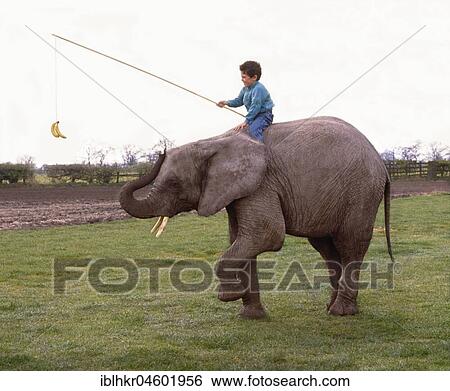 Stock Photograph - Boy rides elephants and lures him with a banana, England, Great Britain. Fotosearch