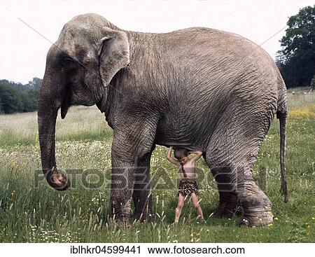 Boy trying to lift elephants, England, Great Britain View Large Photo Image Stock Image - Boy trying to lift elephants, England, Great Britain. Fotosearch
