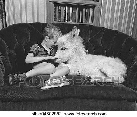 Boy with donkey on the sofa, England, Great Britain View Large Photo Image Stock Image - Boy with donkey on the sofa, England, Great Britain. Fotosearch
