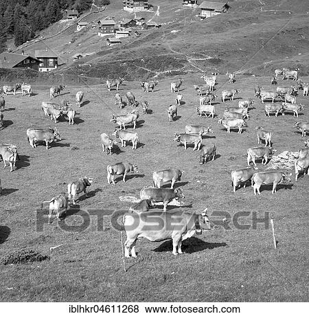 Brown cattle herd on a mountain pasture, domestic cattle, ca. 1950, near Freiburg, Germany, place, country, Europe View Large Photo Image Stock Photo - Brown cattle herd on a mountain pasture, domestic cattle, ca. 1950, near Freiburg, Germany, place, country, Europe. Fotosearch
