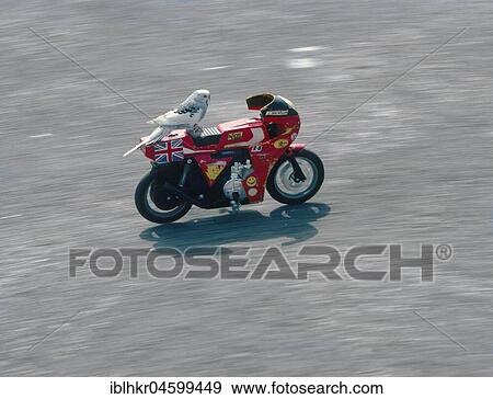 Stock Photo - Budgie rides motorcycle, England, Great Britain. Fotosearch