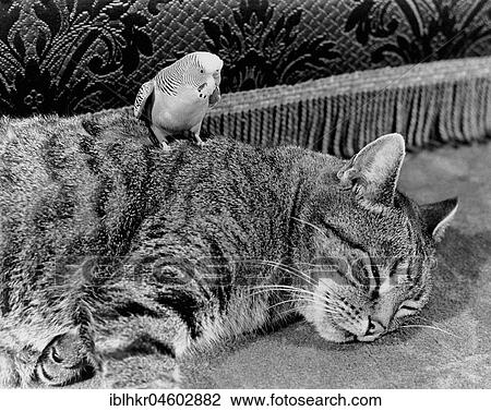 Budgie with cat, England, Great Britain View Large Photo Image Stock Image - Budgie with cat, England, Great Britain. Fotosearch