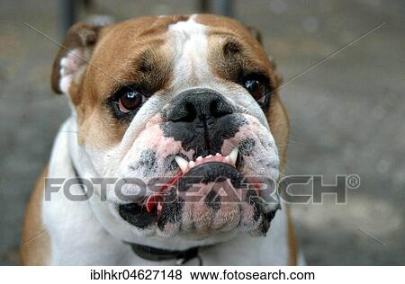 Bulldog, Berlin, Germany, Europe View Large Photo Image Stock Photo - Bulldog, Berlin, Germany, Europe. Fotosearch