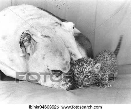 Bulldog with baby wildcat, England, Great Britain View Large Photo Image Stock Photography - Bulldog with baby wildcat, England, Great Britain. Fotosearch