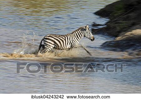 Stock Image - Burchell's zebra, also plains zebra or common zebra (Equus quagga) crossing Talek River, Masai Mara, Narok County, Kenya, Africa. Fotosearch