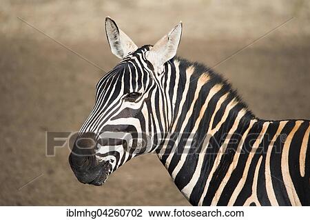 Burchell's zebra (Equus quagga burchellii), portrait, Tsavo East National Park, Kenya, Africa View Large Photo Image Stock Image - Burchell's zebra (Equus quagga burchellii), portrait, Tsavo East National Park, Kenya, Africa. Fotosearch