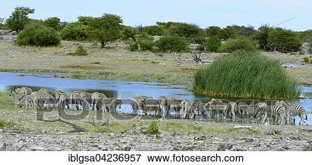 Stock Photo - Burchell's Zebras (Equus quagga burchellii) herd at the watering hole, Etosha National Park, Namibia, Africa. Fotosearch