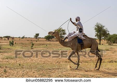 Camel race at the Gerewol festival, courtship ritual competition among the Woodaabe Fula people, Niger, Africa View Large Photo Image Stock Photography - Camel race at the Gerewol festival, courtship ritual competition among the Woodaabe Fula people, Niger, Africa. Fotosearch