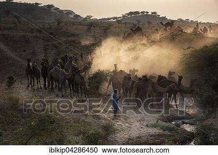 Stock Image - Camels on the way to Pushkar Mela at sunset, camel and cattle market, Pushkar, Rajasthan, India, Asia. Fotosearch