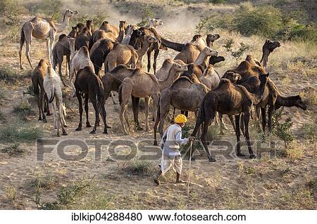 Stock Image - Camels on way to Pushkar Mela, camel and cattle market, Pushkar, Rajasthan, India, Asia. Fotosearch