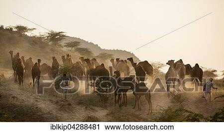 Stock Image - Camels on way to Pushkar Mela, camel and cattle market, Pushkar, Rajasthan, India, Asia. Fotosearch