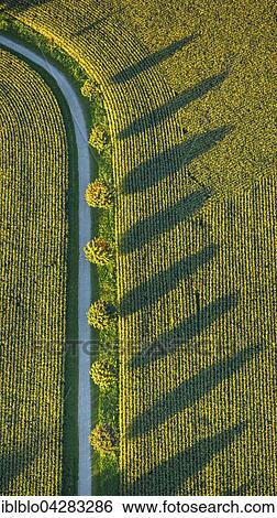 Stock Photograph - Canola fields with winter crops, dirt road with deciduous trees and long shadows, Ruhr district, North Rhine-Westphalia, Germany, Europe. Fotosearch