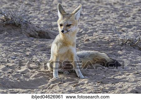 Cape fox (Vulpes chama), adult female sitting on sandy ground, Kgalagadi Transfrontier Park, Northern Cape, South Africa, Africa View Large Photo Image Stock Image - Cape fox (Vulpes chama), adult female sitting on sandy ground, Kgalagadi Transfrontier Park, Northern Cape, South Africa, Africa. Fotosearch