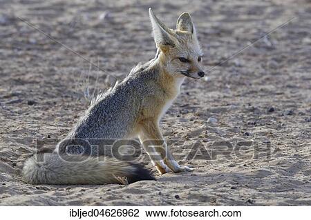 Cape fox (Vulpes chama), adult female sitting on sandy ground, Kgalagadi Transfrontier Park, Northern Cape, South Africa, Africa View Large Photo Image Stock Image - Cape fox (Vulpes chama), adult female sitting on sandy ground, Kgalagadi Transfrontier Park, Northern Cape, South Africa, Africa. Fotosearch