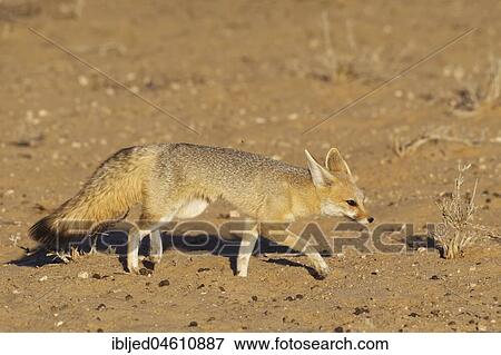 Cape fox (Vulpes chama), adult female, walking, Kgalagadi Transfrontier Park, Northern Cape, South Africa, Africa View Large Photo Image Stock Photo - Cape fox (Vulpes chama), adult female, walking, Kgalagadi Transfrontier Park, Northern Cape, South Africa, Africa. Fotosearch