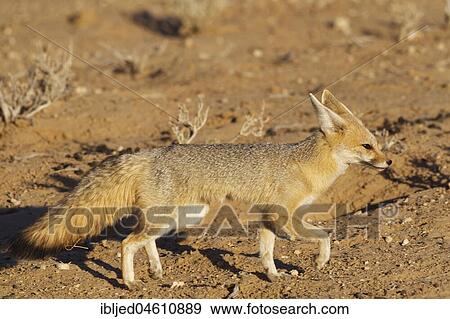 Cape fox (Vulpes chama), adult female, walking, Kgalagadi Transfrontier Park, Northern Cape, South Africa, Africa View Large Photo Image Stock Photo - Cape fox (Vulpes chama), adult female, walking, Kgalagadi Transfrontier Park, Northern Cape, South Africa, Africa. Fotosearch