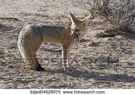 Cape fox (Vulpes chama), adult female feeding on a rodent, Kgalagadi Transfrontier Park, Northern Cape, South Africa, Africa View Large Photo Image Stock Photography - Cape fox (Vulpes chama), adult female feeding on a rodent, Kgalagadi Transfrontier Park, Northern Cape, South Africa, Africa. Fotosearch