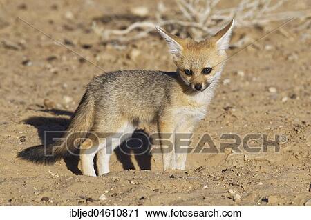 Cape fox (Vulpes chama), cub, at burrow entrance, Kgalagadi Transfrontier Park, Northern Cape, South Africa, Africa View Large Photo Image Stock Image - Cape fox (Vulpes chama), cub, at burrow entrance, Kgalagadi Transfrontier Park, Northern Cape, South Africa, Africa. Fotosearch
