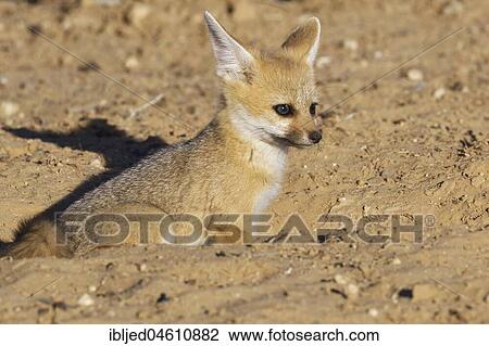 Cape fox (Vulpes chama), cub looking out from burrow entrance, Kgalagadi Transfrontier Park, Northern Cape, South Africa, Africa View Large Photo Image Stock Image - Cape fox (Vulpes chama), cub looking out from burrow entrance, Kgalagadi Transfrontier Park, Northern Cape, South Africa, Africa. Fotosearch