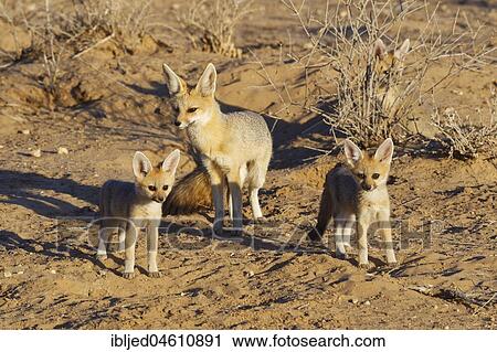 Cape foxes (Vulpes chama), mother and cubs standing in front of the burrow, Kgalagadi Transfrontier Park, Northern Cape, South Africa, Africa View Large Photo Image Stock Image - Cape foxes (Vulpes chama), mother and cubs standing in front of the burrow, Kgalagadi Transfrontier Park, Northern Cape, South Africa, Africa. Fotosearch