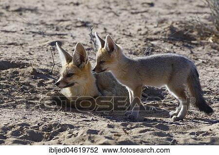 Cape foxes (Vulpes chama), mother and cub near the burrow, morning light, Kgalagadi Transfrontier Park, Northern Cape, South Africa, Africa View Large Photo Image Stock Image - Cape foxes (Vulpes chama), mother and cub near the burrow, morning light, Kgalagadi Transfrontier Park, Northern Cape, South Africa, Africa. Fotosearch