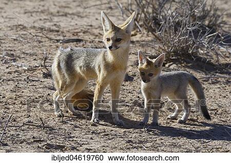 Cape foxes (Vulpes chama), mother and cub standing near the burrow, morning light, Kgalagadi Transfrontier Park, Northern Cape, South Africa, Africa View Large Photo Image Stock Image - Cape foxes (Vulpes chama), mother and cub standing near the burrow, morning light, Kgalagadi Transfrontier Park, Northern Cape, South Africa, Africa. Fotosearch