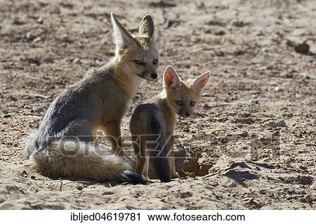 Cape foxes (Vulpes chama), mother and cub at burrow entrance, morning light, Kgalagadi Transfrontier Park, Northern Cape, South Africa, Africa View Large Photo Image Stock Image - Cape foxes (Vulpes chama), mother and cub at burrow entrance, morning light, Kgalagadi Transfrontier Park, Northern Cape, South Africa, Africa. Fotosearch