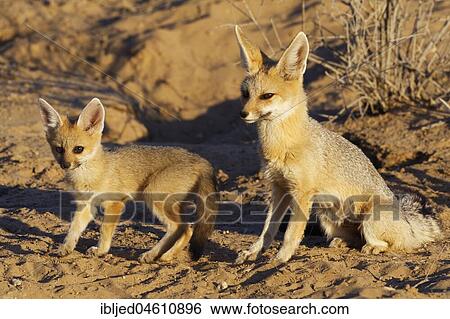 Cape foxes (Vulpes chama), mother and cub, in front of the burrow, Kgalagadi Transfrontier Park, Northern Cape, South Africa, Africa View Large Photo Image Stock Photograph - Cape foxes (Vulpes chama), mother and cub, in front of the burrow, Kgalagadi Transfrontier Park, Northern Cape, South Africa, Africa. Fotosearch