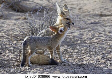 Cape foxes (Vulpes chama), mother and cub, Kgalagadi Transfrontier Park, Northern Cape, South Africa, Africa View Large Photo Image Stock Photograph - Cape foxes (Vulpes chama), mother and cub, Kgalagadi Transfrontier Park, Northern Cape, South Africa, Africa. Fotosearch