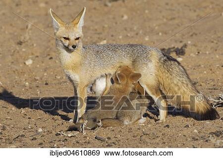 Cape foxes (Vulpes chama), mother suckling her cubs, Kgalagadi Transfrontier Park, Northern Cape, South Africa, Africa View Large Photo Image Stock Photo - Cape foxes (Vulpes chama), mother suckling her cubs, Kgalagadi Transfrontier Park, Northern Cape, South Africa, Africa. Fotosearch