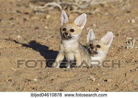 Cape foxes (Vulpes chama), two cubs looking up at burrow entrance, Kgalagadi Transfrontier Park, Northern Cape, South Africa, Africa View Large Photo Image Stock Photo - Cape foxes (Vulpes chama), two cubs looking up at burrow entrance, Kgalagadi Transfrontier Park, Northern Cape, South Africa, Africa. Fotosearch