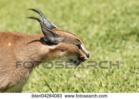 Caracal (Caracal caracal), age 18 months, captive View Large Photo Image Stock Image - Caracal (Caracal caracal), age 18 months, captive. Fotosearch