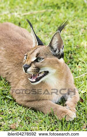Caracal (Caracal caracal) lying in grass, age 18 months, captive View Large Photo Image Stock Image - Caracal (Caracal caracal) lying in grass, age 18 months, captive. Fotosearch
