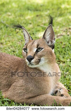 Caracal (Caracal caracal) lying in grass, age 18 months, captive View Large Photo Image Stock Photo - Caracal (Caracal caracal) lying in grass, age 18 months, captive. Fotosearch