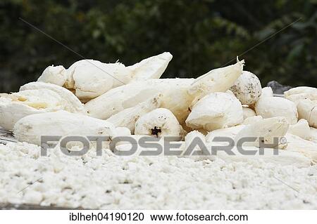 Stock Image - Cassava, Matamba-Solo, Bandundu Province, Congo-Brazzaville, Africa. Fotosearch