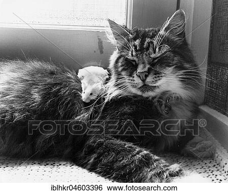 Stock Photograph - Cat cuddling with mouse, England, Great Britain. Fotosearch