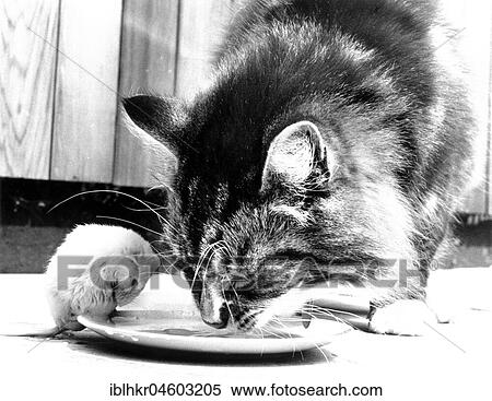 Cat eats together with mouse from plate, England, Great Britain View Large Photo Image Stock Photography - Cat eats together with mouse from plate, England, Great Britain. Fotosearch