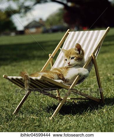 Picture - Cat lying in deck chair, England, Great Britain. Fotosearch