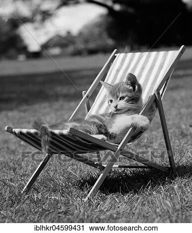 Cat lying in deck chair, England, Great Britain View Large Photo Image Stock Image - Cat lying in deck chair, England, Great Britain. Fotosearch