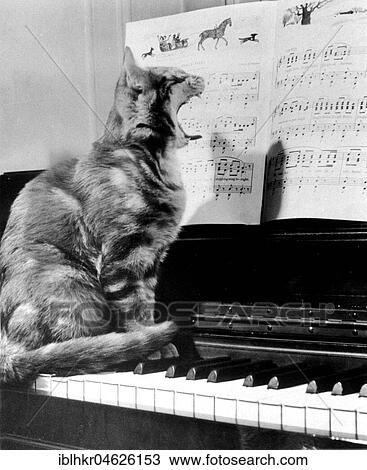 Cat on piano, ca. 1950, exact place unknown, Cuba, Caribbean, Central America View Large Photo Image Stock Image - Cat on piano, ca. 1950, exact place unknown, Cuba, Caribbean, Central America. Fotosearch