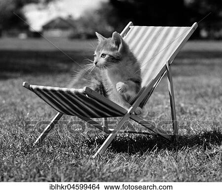 Cat sits in deck chair, England, Great Britain View Large Photo Image Picture - Cat sits in deck chair, England, Great Britain. Fotosearch