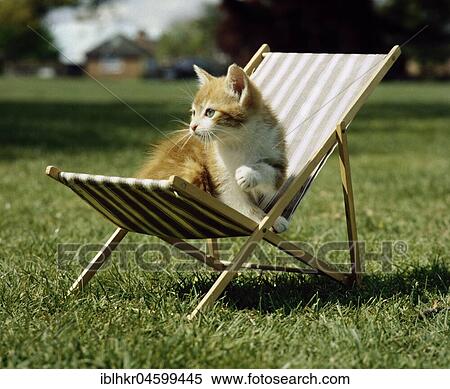 Cat sits in deck chair, England, Great Britain View Large Photo Image Stock Photography - Cat sits in deck chair, England, Great Britain. Fotosearch
