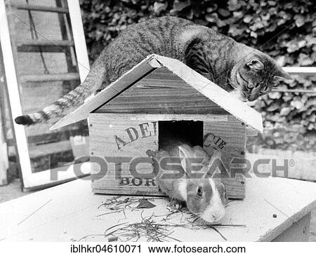 Cat sits on hare cage, Mexico City, Mexico, Central America View Large Photo Image Stock Image - Cat sits on hare cage, Mexico City, Mexico, Central America. Fotosearch