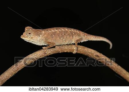 Chalmaleon, Erdchamaleon (Brookesia Antakarana), Montagne d Ambre, northern Madagascar View Large Photo Image Stock Photo - Chalmaleon, Erdchamaleon (Brookesia Antakarana), Montagne d Ambre, northern Madagascar. Fotosearch