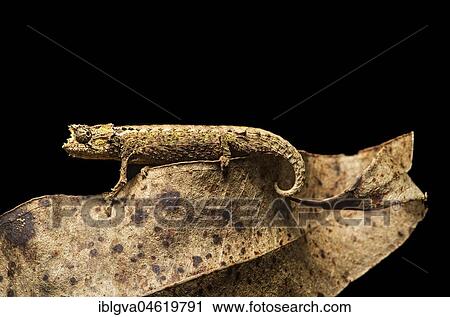 Chameleon (Brookesia superciliaris), Anjozorobe National Park, Madagascar, Africa View Large Photo Image Stock Image - Chameleon (Brookesia superciliaris), Anjozorobe National Park, Madagascar, Africa. Fotosearch
