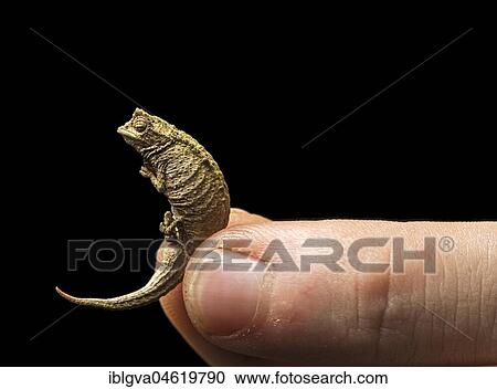 Chameleon, Brown leaf chameleon (Brookesia superciliaris), young, Anjozorobe National Park, Madagascar, Africa View Large Photo Image Stock Image - Chameleon, Brown leaf chameleon (Brookesia superciliaris), young, Anjozorobe National Park, Madagascar, Africa. Fotosearch