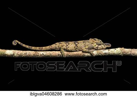 Chameleon (Calumma nasutum), endemic, Anjozorobe National Park, Madagascar, Africa View Large Photo Image Stock Photograph - Chameleon (Calumma nasutum), endemic, Anjozorobe National Park, Madagascar, Africa. Fotosearch