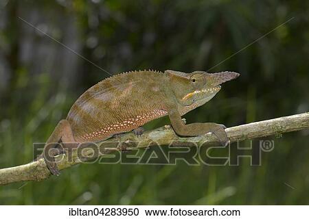 Chameleon (Furcifer bifidus), eastern rainforests, Madagascar, Africa View Large Photo Image Stock Image - Chameleon (Furcifer bifidus), eastern rainforests, Madagascar, Africa. Fotosearch