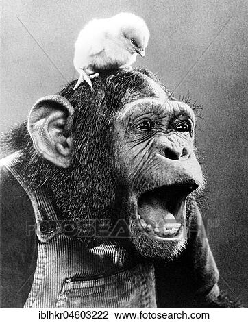 Stock Image - Chick on the head of a screeching chimpanzee, England, Great Britain. Fotosearch